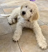 Princess, a female Goldendoodle for sale in Phoenix, AZ – 1 of 5
