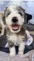 Baby girl, a female Bernedoodle for sale in Phoenix, AZ – 2 of 6