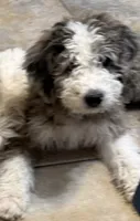 Baby girl, a female Bernedoodle for sale in Phoenix, AZ – 6 of 6
