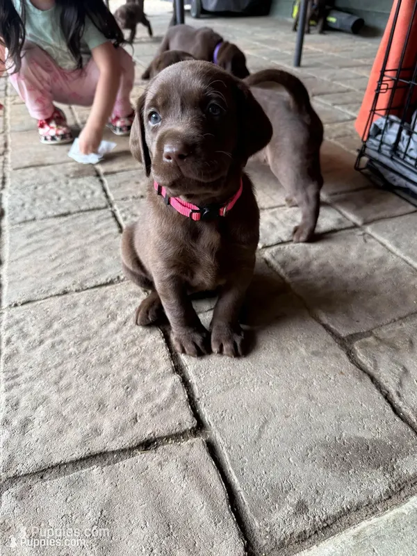 Chocolate Lab – Labrador Retriever puppy for sale in Whittier, CA