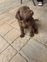 Chocolate Lab, a female Labrador Retriever for sale in Whittier, CA – Photo 3 of 3