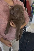 Chocolate Lab, a female Labrador Retriever for sale in Whittier, CA – Photo 2 of 3