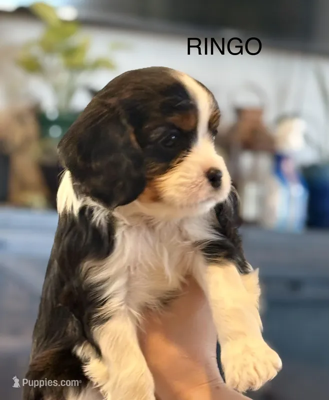 Ringo