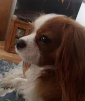 Ringo, a male Cavalier King Charles Spaniel for sale in Hamburg, NJ – Photo 3 of 3