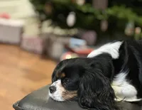 Ringo, a male Cavalier King Charles Spaniel for sale in Hamburg, NJ – Photo 2 of 3