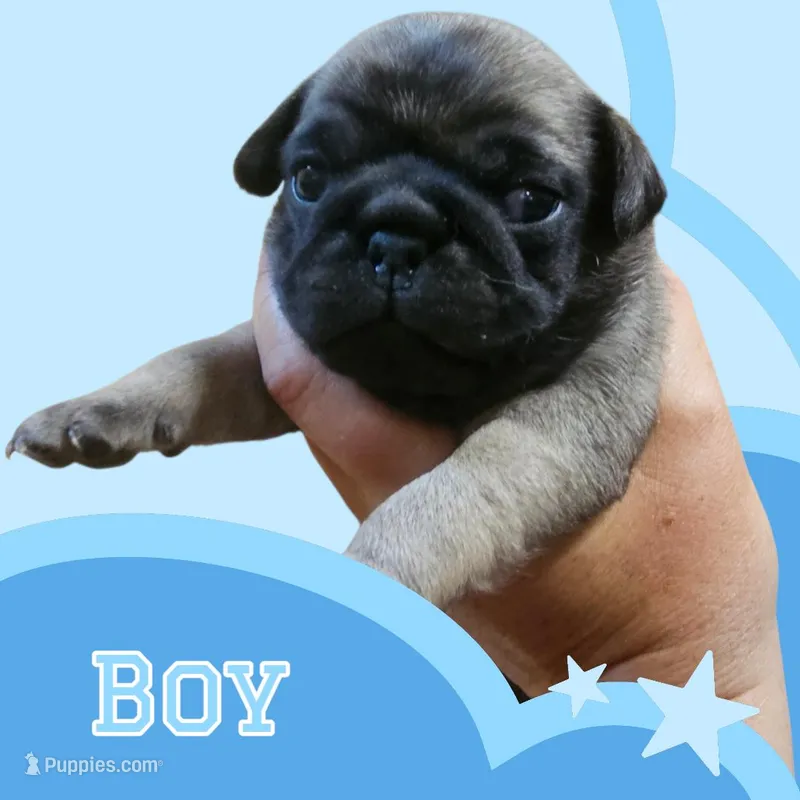 Hammy  – Pug puppy on hold in Panama City, FL