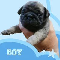 Hammy , a male Pug for sale in Panama City, FL – Photo 1 of 2