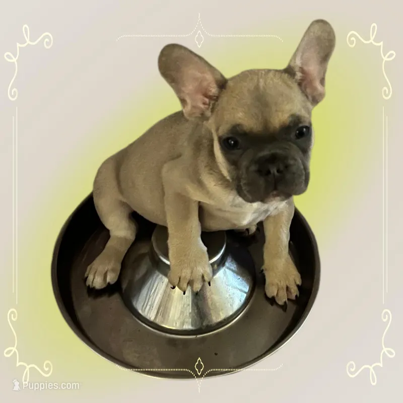 Bubbles  – French Bulldog puppy for sale in Panama City, FL