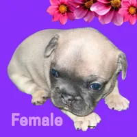 Bubbles , a female French Bulldog for sale in Panama City, FL – Photo 2 of 2
