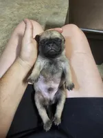 Fin, a male Pug for sale in Panama City, FL – Photo 2 of 3