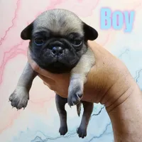 Fin, a male Pug for sale in Panama City, FL – Photo 1 of 3