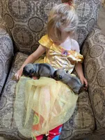 Fin, a male Pug for sale in Panama City, FL – Photo 3 of 3