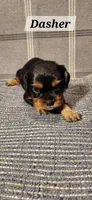 Dasher, a male Cavalier King Charles Spaniel for sale in Waukon, IA – Photo 2 of 3
