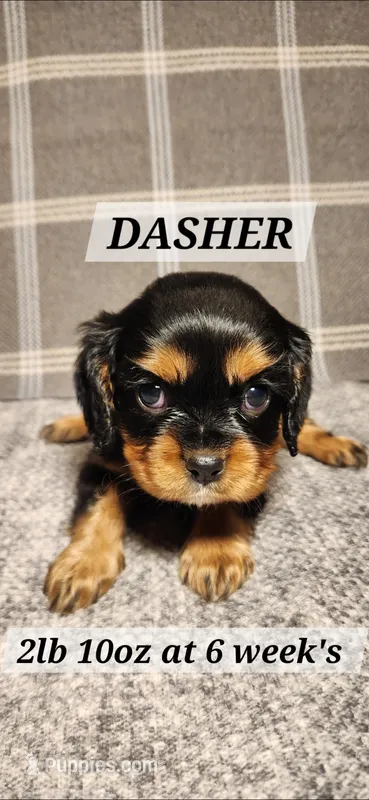 Dasher
