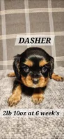 Dasher, a male Cavalier King Charles Spaniel for sale in Waukon, IA – Photo 1 of 3