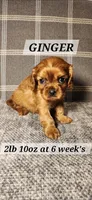 Ginger, a female Cavalier King Charles Spaniel for sale in Waukon, IA – Photo 1 of 3