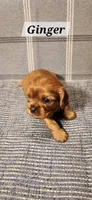 Ginger, a female Cavalier King Charles Spaniel for sale in Waukon, IA – Photo 3 of 3