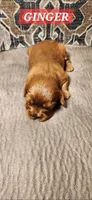 Ginger, a female Cavalier King Charles Spaniel for sale in Waukon, IA – Photo 2 of 3