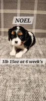 Noel, a female Cavalier King Charles Spaniel for sale in Waukon, IA – Photo 1 of 3