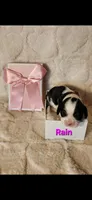 Rain, a female Cavalier King Charles Spaniel for sale in Waukon, IA – Photo 2 of 2