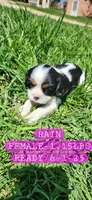 April Weather Addition, a male Cavalier King Charles Spaniel for sale in Waukon, IA – Photo 1 of 3