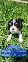 April Weather Addition, a male Cavalier King Charles Spaniel for sale in Waukon, IA – Photo 3 of 3