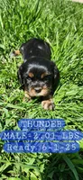 April Weather Addition, a male Cavalier King Charles Spaniel for sale in Waukon, IA – Photo 2 of 3