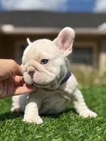 Purple, a female French Bulldog for sale in Lakeland, FL – 5 of 5