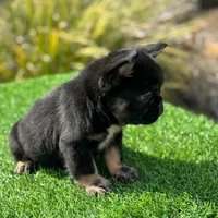 Black Fluffy , a male French Bulldog for sale in Lakeland, FL – Photo 2 of 2