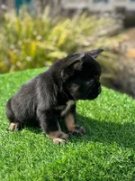 Black Fluffy , a male French Bulldog for sale in Lakeland, FL – Photo 2 of 2