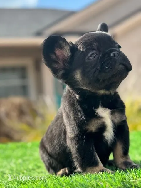 Black Fluffy , a male French Bulldog for sale in Lakeland, FL – Photo 1 of 2