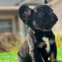 Black Fluffy , a male French Bulldog for sale in Lakeland, FL – Photo 1 of 2