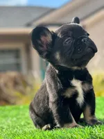 Black Fluffy , a male French Bulldog for sale in Lakeland, FL – Photo 1 of 2