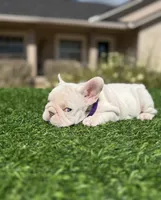 Purple, a female French Bulldog for sale in Lakeland, FL – 4 of 5