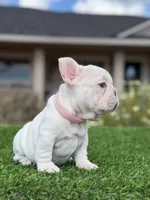 Pinky, a female French Bulldog for sale in Lakeland, FL – 1 of 3