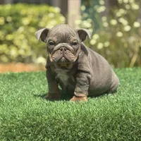 Rhino, a male English Bulldog for sale in Lakeland, FL – Photo 1 of 2