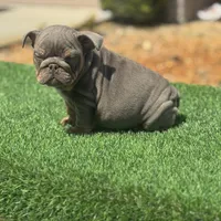 Rhino, a male English Bulldog for sale in Lakeland, FL – Photo 2 of 2