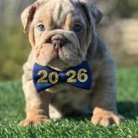 Bonnie & Clyde, a male English Bulldog for sale in Lakeland, FL – Photo 1 of 2