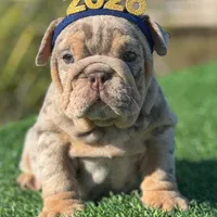 Bonnie & Clyde, a male English Bulldog for sale in Lakeland, FL – Photo 2 of 2