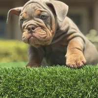 Lacey, a female English Bulldog for sale in Lakeland, FL – Photo 3 of 3