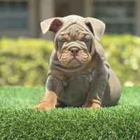 Lacey, a female English Bulldog for sale in Lakeland, FL – Photo 1 of 3