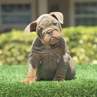 Lacey, a female English Bulldog for sale in Lakeland, FL – Photo 2 of 3