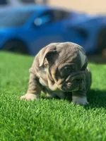 English Bulldogs, a male English Bulldog for sale in Lakeland, FL – Photo 6 of 8