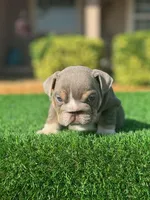 English Bulldogs, a male English Bulldog for sale in Lakeland, FL – Photo 3 of 8