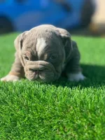 English Bulldogs, a male English Bulldog for sale in Lakeland, FL – Photo 5 of 8