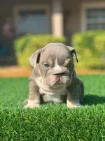 English Bulldogs, a male English Bulldog for sale in Lakeland, FL – Photo 2 of 8