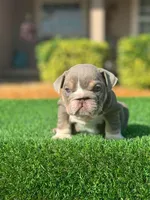 English Bulldogs, a male English Bulldog for sale in Lakeland, FL – Photo 1 of 8
