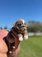 English Bulldogs, a male English Bulldog for sale in Lakeland, FL – Photo 8 of 8