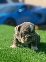 English Bulldogs, a male English Bulldog for sale in Lakeland, FL – Photo 7 of 8