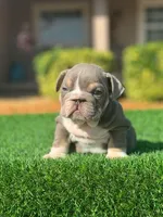 English Bulldogs, a male English Bulldog for sale in Lakeland, FL – Photo 4 of 8